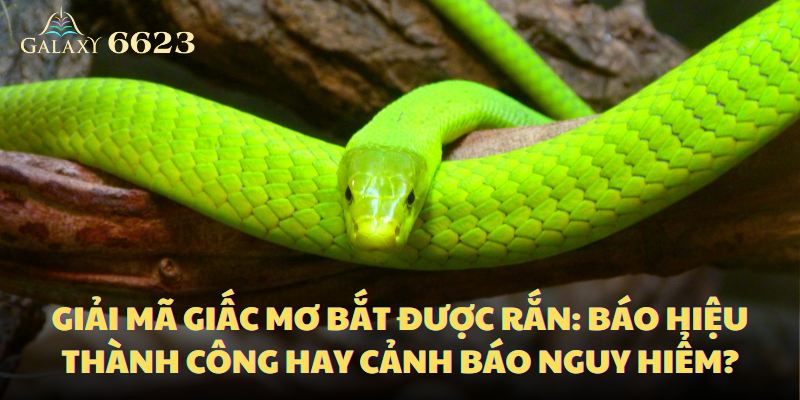 Giấc mơ về rắn báo hiệu nhiều điều